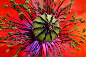 Leuchtend rote Mohnblume im Detail, Makroaufnahmen, Innenansicht mit Stempel, Fruchtknoten und Blütenpollen, mittige Platzierung formatfüllend