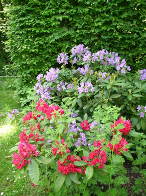 rhododendrons en fleur rose et violet entremêlés