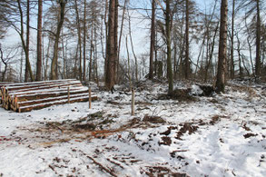 Baumfällarbeiten an dem Kriegsdenkmal Höhe Steigerwiese