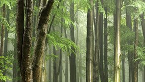 Comment faire pleuvoir avec les massifs forestiers