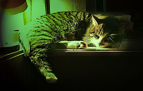 Auch Katzen nehmen die Farbtherapie meist gerne an.