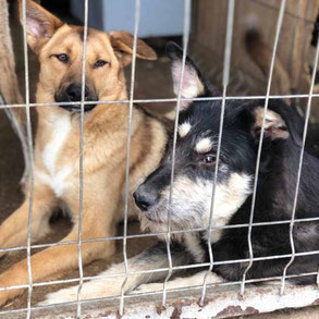 Zwei Hunde liegen hinter einem Metallgitter, einer braun mit weißen Abzeichen, der andere schwarz mit hellen Abzeichen.