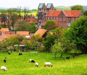 Unsere Schafe in unserer Dorfwiese mit Blick auf die Fredelsloher Kirche
