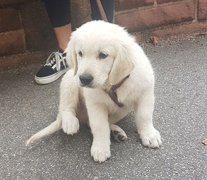 Hundesalon oder Hundeschule?