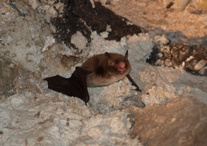 Eine Wasserfledermaus. - Foto: Kathy Büscher