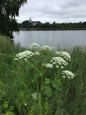#neueEnergiefürSchleswig