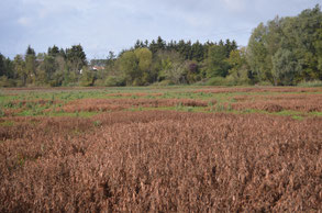 Areal des gewöhnlich mit einer Wasserfläche bedeckten Äbtissensees, Bild: Martin Wölker