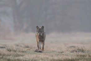 Foto: Michael Hamann