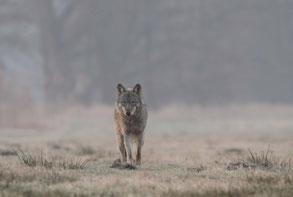 Foto: Michael Hamann