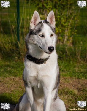 ec chiens ; educateur canin ; education canine ; eduquer son chien ; dresseur chien ; dresser son chien ; chien qui tire en laisse ; comportementaliste chien haute saone ; doubs
