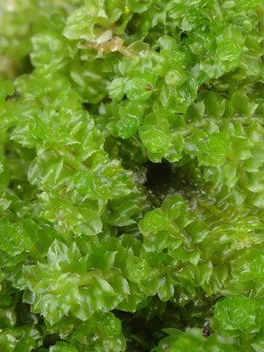 Trilophozia quinquedentata, Pyrénées (photo Ugo)