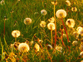 der Löwenzahn im Gegenlicht der Abendsonne