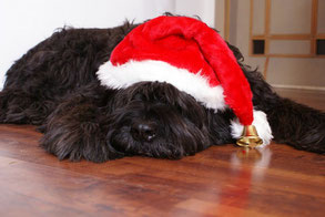 Un chien type caniche noir couché sur le ventre avec un bonnet de noël sur la tête par coach canin 16 educateur canin à Angoulême