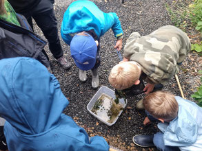 Keschern Bestimmen Wasserturm Ginnick Kindergruppe Tierspuren NAJU NABU Düren