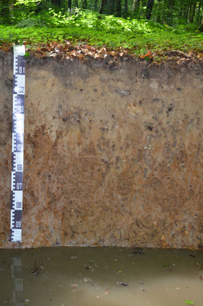 Pseudogley Stauwasserboden Boden des Jahres 2015 NABU Düren