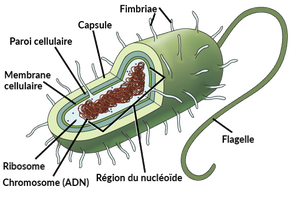 Cellule procaryote
