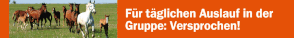 Der Schweizer Tierschutz STS. Pferde raus!