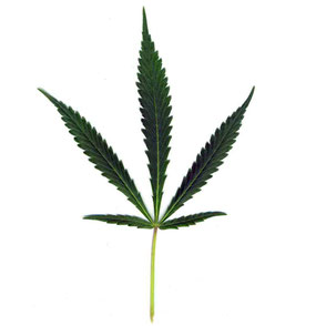 Ein Cannabis Blatt der Sorte Ruderalis auf einem weißem Hintergrund