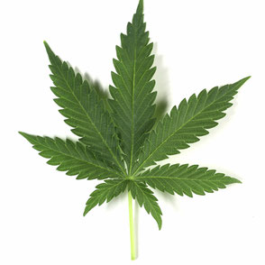 Ein Indica Blatt von Cannabis auf einem weißem Hintergrund
