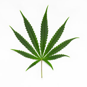 Ein Cannabis Blatt der Sorte Sativa auf einem weißem Hintergrund