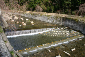 岐阜県揖斐土木事務所の発注により中小河川の既設魚道に設置された棚田式魚道