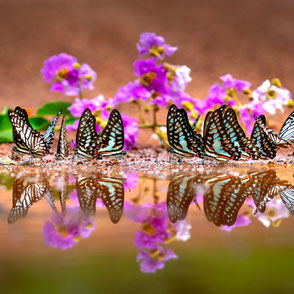 Schmetterlinge am Wasser