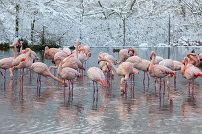 Tierpark Bern, Kalender 2022 Dezemberbild