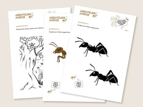 lehrmittel-naturforscher-ameise-zyklus1-schau-genau