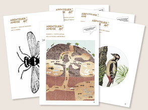 Lehrmittel-Naturforscher-Ameise-Zyklus1-unterrichtsmaterial