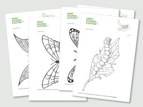 lehrmittel-raupe-schmetterling-naturforscher-ausmalvorlage.jpg