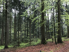 Ruhe und Erholung im Wald