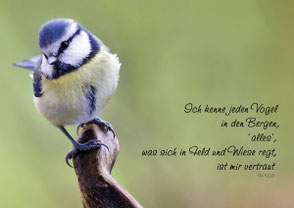 Christliche Karten, Mirjam Dentler, Blaumeise