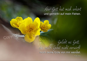 Sumpfdotterblume, Christliche Kunstkarte