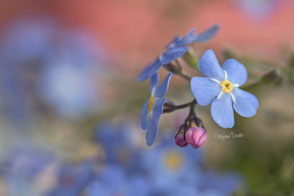 Vergissmeinnicht, blau, Blume