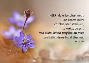 Leberblümchen, Ps 139, Christliche Karten