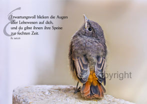 Hausrotschwanz, Psalm 145, Vogel