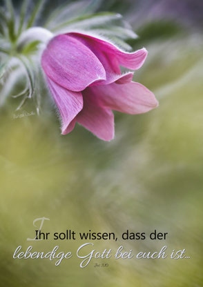 Küchenschelle, Christliche Kunstkarte