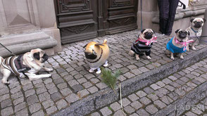 Airwalker Mops steht Spalier mit Mopshunden vor der Kirche Luftballon Bamberg