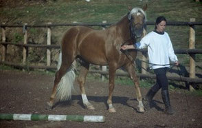 Goumai Körung 1999
