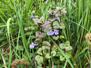 Gundelrebe im Wildstandort Wiese