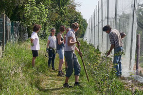 chantier entretien haie printemps