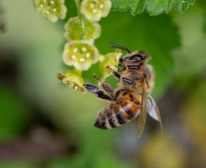 Faune sauvage insecte pollinisateur