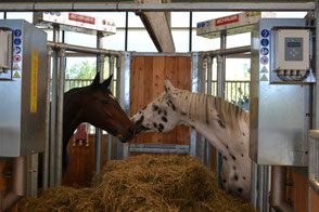 Active Horse Pferde Boxenstall Systeme Vorschaubild Pferde Boxenstall Boxenfütterung