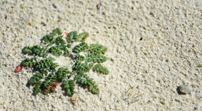 Innerflow-hypnosis, Sand, Pflanze by flowflypictures
