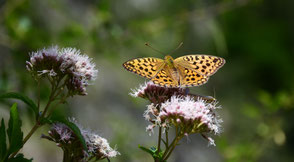 Innerflow-hypnosis, Schmetterling by flowflypictures