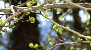 Innerflow-hypnosis, spring by flowflypictures