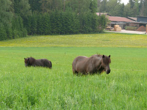 Weiden mit Gras, speziell für Pferde