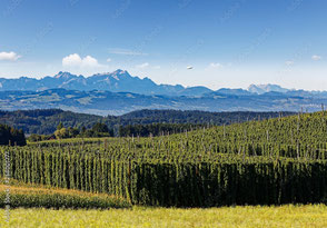 Naturfoto Bergsicht am Bodensee mit Zeppelin als Motiv für  Andrea Burg Coaching aus Tettnang für Einzelberatungen und Freiheit