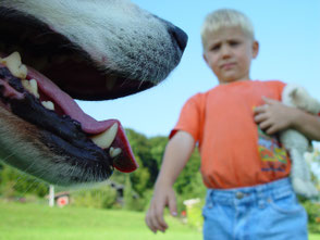 Prevent a bite Hunde Hund Kinder Kind Hundebiss vorbeugen Beissvorfall  Training Wissen spielen streicheln kindgerecht