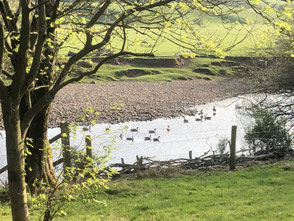 Our River with geese enjoying them selves